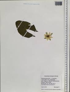 Кувшинка четырехгранная Georgi, Сибирь, Дальний Восток (S6) (Россия)