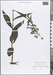 Дремлик широколистный, Дремлик чемерицевый (L.) Crantz, Восточная Европа, Московская область и Москва (E4a) (Россия)