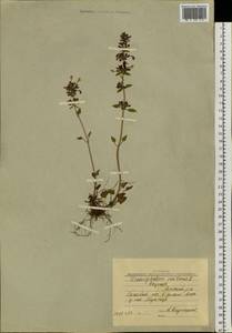 Змееголовник поникший L., Сибирь, Якутия (S5) (Россия)