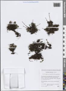 Камнеломка гребенчато-реснитчатая, Сибирь, Якутия (S5) (Россия)