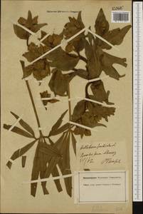 Helleborus foetidus L., Западная Европа (EUR) (Швейцария)