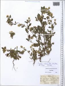 Neobrachyactis roylei (DC.) Brouillet, Средняя Азия и Казахстан, Джунгарский Алатау и Тарбагатай (M5) (Казахстан)