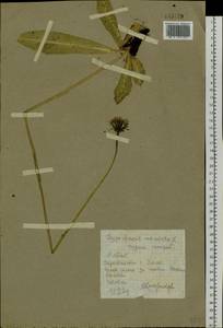 Trommsdorffia maculata (L.) Bernh., Сибирь, Алтай и Саяны (S2) (Россия)