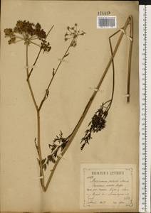 Гирчовница болотная (L.) Hoffm., Восточная Европа, Центральный лесостепной район (E6) (Россия)