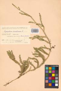 Spinulum annotinum subsp. annotinum, Сибирь, Чукотка и Камчатка (S7) (Россия)