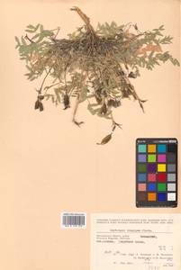 Остролодочник выставляющийся Jurtzev, Сибирь, Чукотка и Камчатка (S7) (Россия)