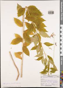 Бубенчик лилиелистный (L.) A.DC., Восточная Европа, Центральный район (E4) (Россия)