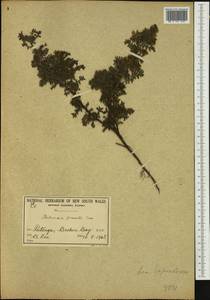 Dodonaea pinnata Sm., Австралия и Океания (AUSTR) (Австралия)