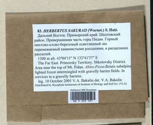 Herbertus dicranus (Taylor) Trevis., Гербарий мохообразных, Мхи - Дальний Восток (без Чукотки и Камчатки) (B20) (Россия)