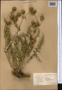 Cousinia chrysantha Kult., Средняя Азия и Казахстан, Западный Тянь-Шань и Каратау (M3) (Казахстан)