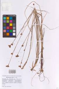 Очеретник белый (L.) Vahl, Восточная Европа, Московская область и Москва (E4a) (Россия)