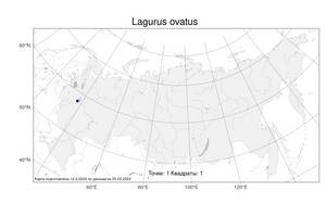 Lagurus ovatus, Зайцехвостник яйцевидный L., Атлас флоры России (FLORUS) (Россия)