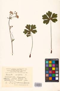 Подлесник европейский L., Восточная Европа, Московская область и Москва (E4a) (Россия)