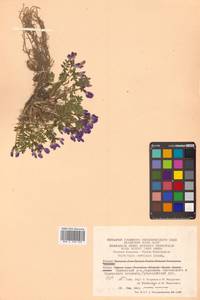 Остролодочник завернутый Ledeb., Сибирь, Чукотка и Камчатка (S7) (Россия)