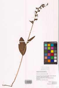 Любка Максимовича Schltr., Сибирь, Дальний Восток (S6) (Россия)