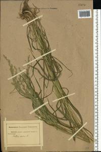 Lolium pratense (Huds.) Darbysh., Восточная Европа, Ростовская область (E12a) (Россия)