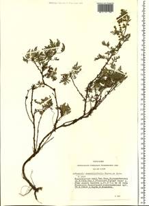 Artemisia stechmanniana Besser, Сибирь, Алтай и Саяны (S2) (Россия)