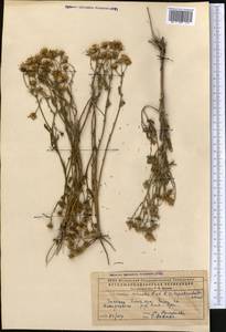 Крестовник весенний Waldst. & Kit., Средняя Азия и Казахстан, Прикаспийский Устюрт и Северное Приаралье (M8) (Казахстан)