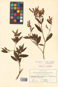 Polygonum ajanense subsp. middendorfii (Kongar) Vorosch., Сибирь, Дальний Восток (S6) (Россия)
