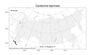 Cardamine bipinnata, Сердечник дваждыперистый (C.A.Mey.) O.E.Schulz, Атлас флоры России (FLORUS) (Россия)