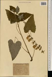 Колокольчик чесночннцелистный Willd., Кавказ, Абхазия (K4a) (Абхазия)