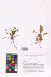 Первоцвет обыкновенный Huds., Кавказ, Черноморское побережье (от Новороссийска до Адлера) (K3) (Россия)