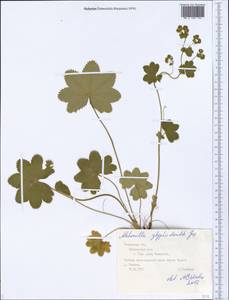 Манжетка вырезанно-зубчатая Juz., Восточная Европа, Центральный лесной район (E5) (Россия)