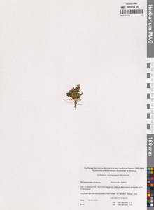 Кипрей Хорнемана, Кипрей Горнемана Rchb., Сибирь, Чукотка и Камчатка (S7) (Россия)