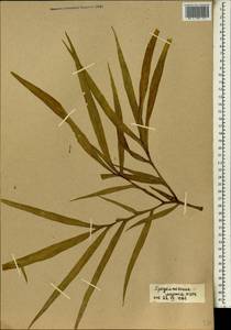 Аморфофаллус безлистный (Hook.) Hutch., Африка (AFR) (Мали)
