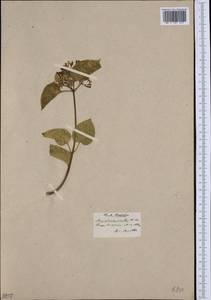 Cionura erecta (L.) Griseb., Зарубежная Азия (ASIA) (Турция)