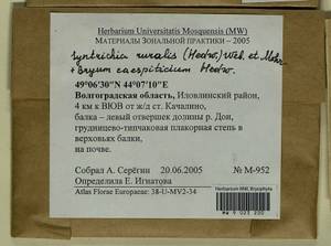 Ptychostomum imbricatulum (Müll. Hal.) Holyoak & N. Pedersen, Гербарий мохообразных, Мхи - Нижний Дон и Нижняя Волга (B11) (Россия)