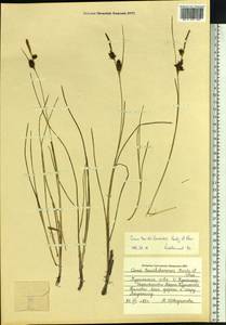 Осока малосемянная Michx., Сибирь, Дальний Восток (S6) (Россия)