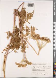 Ligusticopsis wallichiana (DC.) Pimenov & Kljuykov, Зарубежная Азия (ASIA) (Непал)