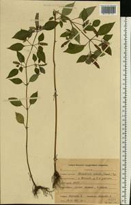 Эльсгольция реснитчатая (Thunb.) Hyl., Восточная Европа, Центральный лесной район (E5) (Россия)