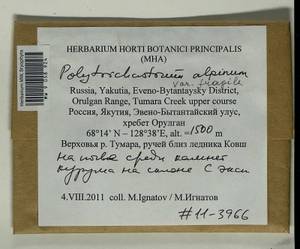 Polytrichastrum fragile (Bryhn) Schljakov, Гербарий мохообразных, Мхи - Якутия (B19) (Россия)