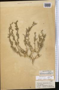 Halimocnemis latifolia Iljin, Средняя Азия и Казахстан, Сырдарьинские пустыни и Кызылкумы (M7) (Казахстан)