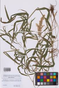 Перловник высокий L., Восточная Европа, Московская область и Москва (E4a) (Россия)