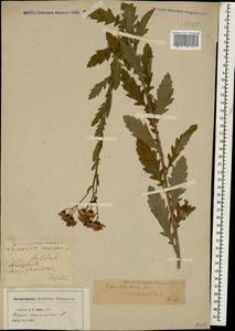Jacobaea erucifolia subsp. grandidentata (Ledeb.) V. V. Fateryga & Fateryga, Кавказ, Грузия (K4) (Грузия)