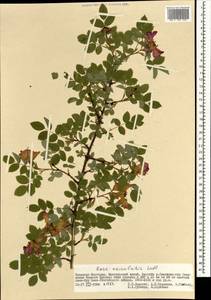 Шиповник иглистый Lindl., Монголия (MONG) (Монголия)