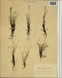 Carex myosuroides Vill., Западная Европа (EUR)