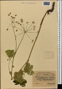 Лазурник трехлопастный (L.) Borkh., Кавказ, Краснодарский край и Адыгея (K1a) (Россия)