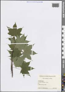 Клен каппадокийский, Кавказ, Азербайджан (K6) (Азербайджан)