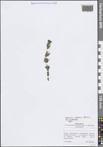 Вероника австрийская Жакена (Baumg.) Watzl, Восточная Европа, Нижневолжский район (E9) (Россия)