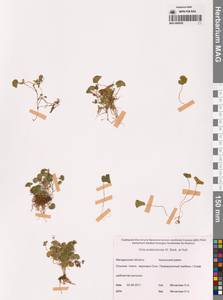 Viola crassa subsp. avatschensis (W.Becker & Hultén) Espeut, Сибирь, Чукотка и Камчатка (S7) (Россия)