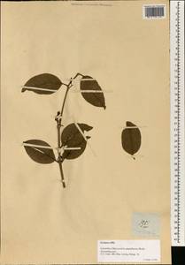 Macrosolen cochinchinensis (Lour.) Tiegh., Зарубежная Азия (ASIA) (Филиппины)