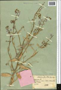 Малькольмия крупноцветковая (Bunge) Kuntze, Средняя Азия и Казахстан, Каракумы (M6) (Туркмения)