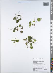 Peperomia pellucida (L.) Kunth, Зарубежная Азия (ASIA) (Индия)