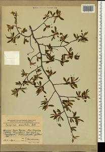 Граб восточный, Грабинник Mill., Крым (KRYM) (Россия)