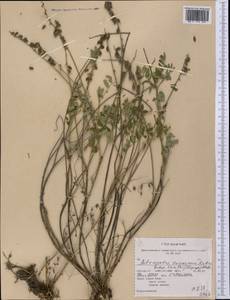 Astragalus eucosmus B.L. Robins., Америка (AMER) (США)