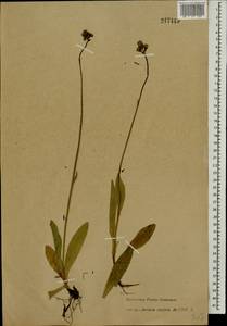 Pilosella aurantiaca subsp. aurantiaca, Восточная Европа, Северный район (E1) (Россия)